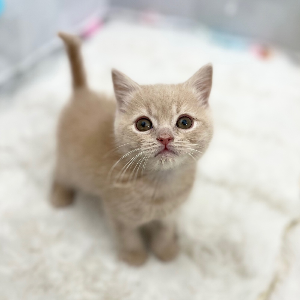 ♡今週のNew Face♡ 【ペットショップ犬の家＆猫の里袋井店】 | ペット